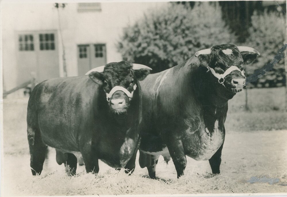 Herd Sires Brae Lodge and Raveni Master, c.1936