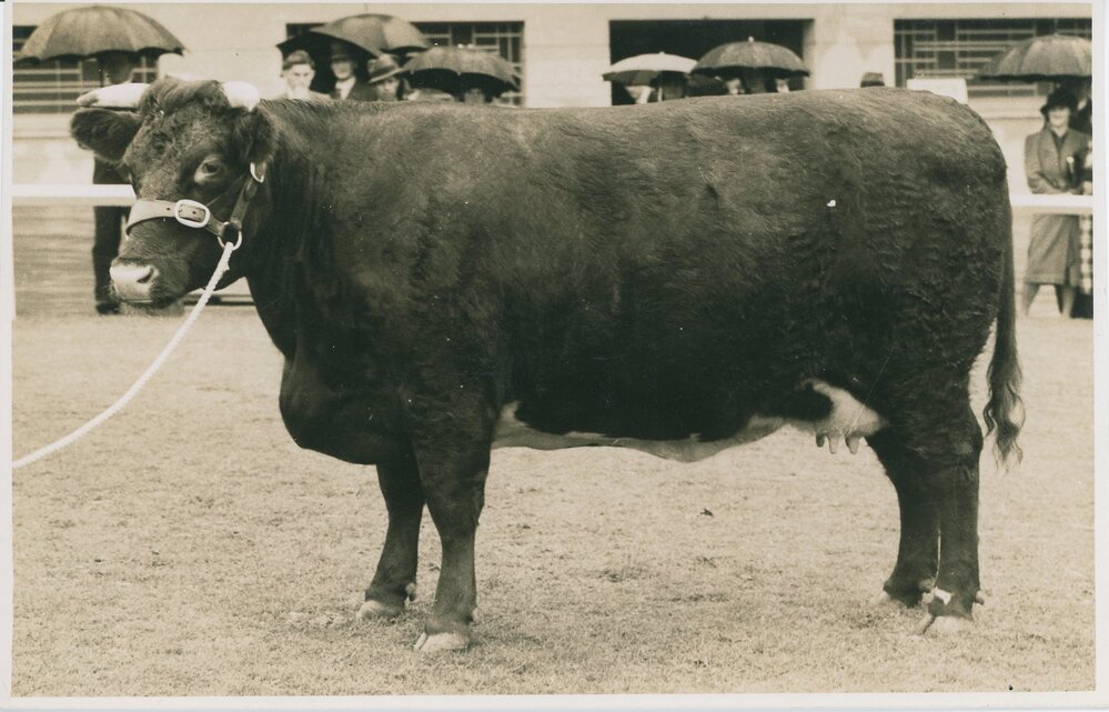 Shorthorn Cow, c.1940