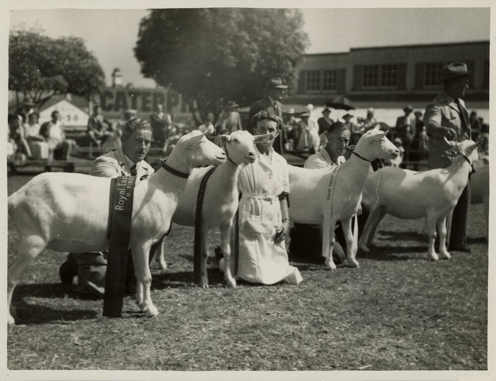 Goats at the Show, c.1950-1953