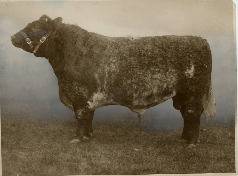 'Quattas Duke of Derrimut 35th', 1931