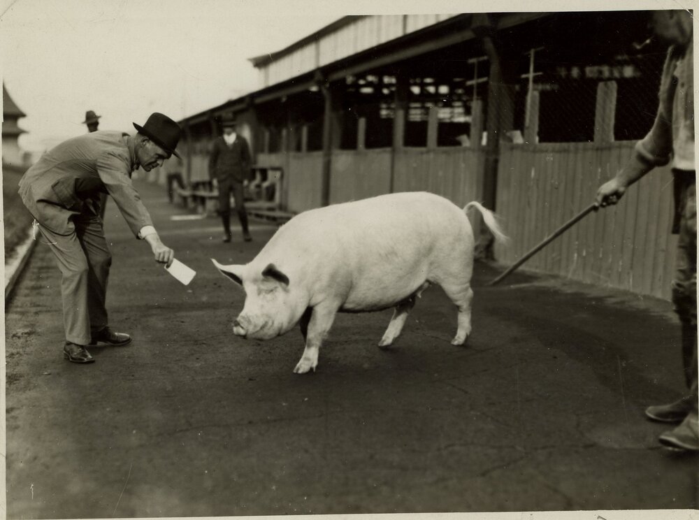 Sow Walking Near Stalls, c.1930