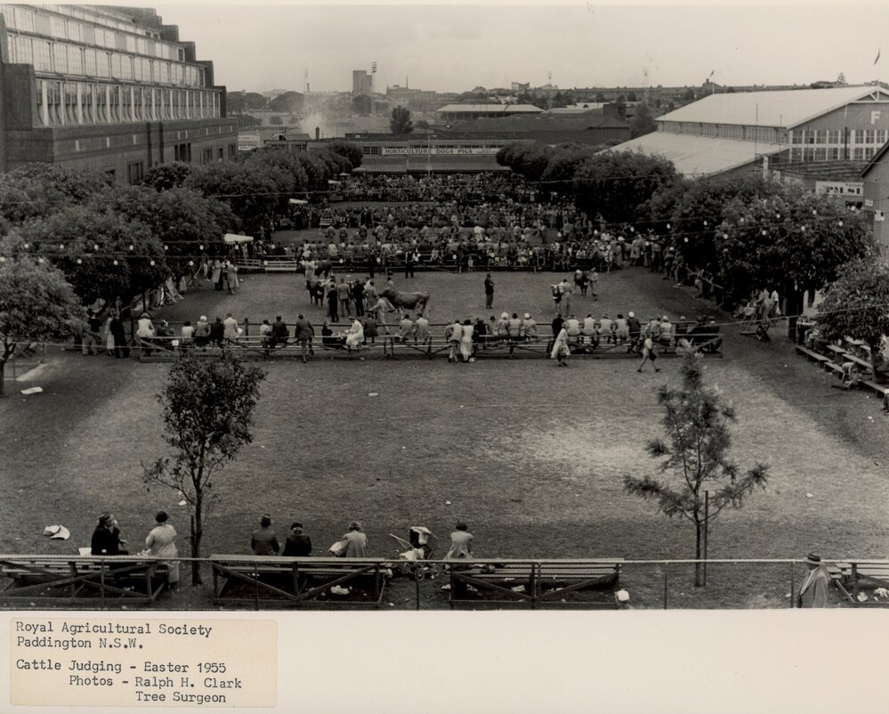 Cattle judging, 1955