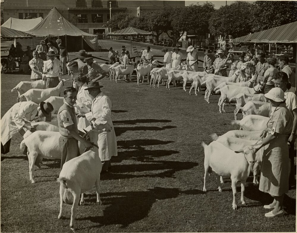 Goat Judging at the Show, 1956