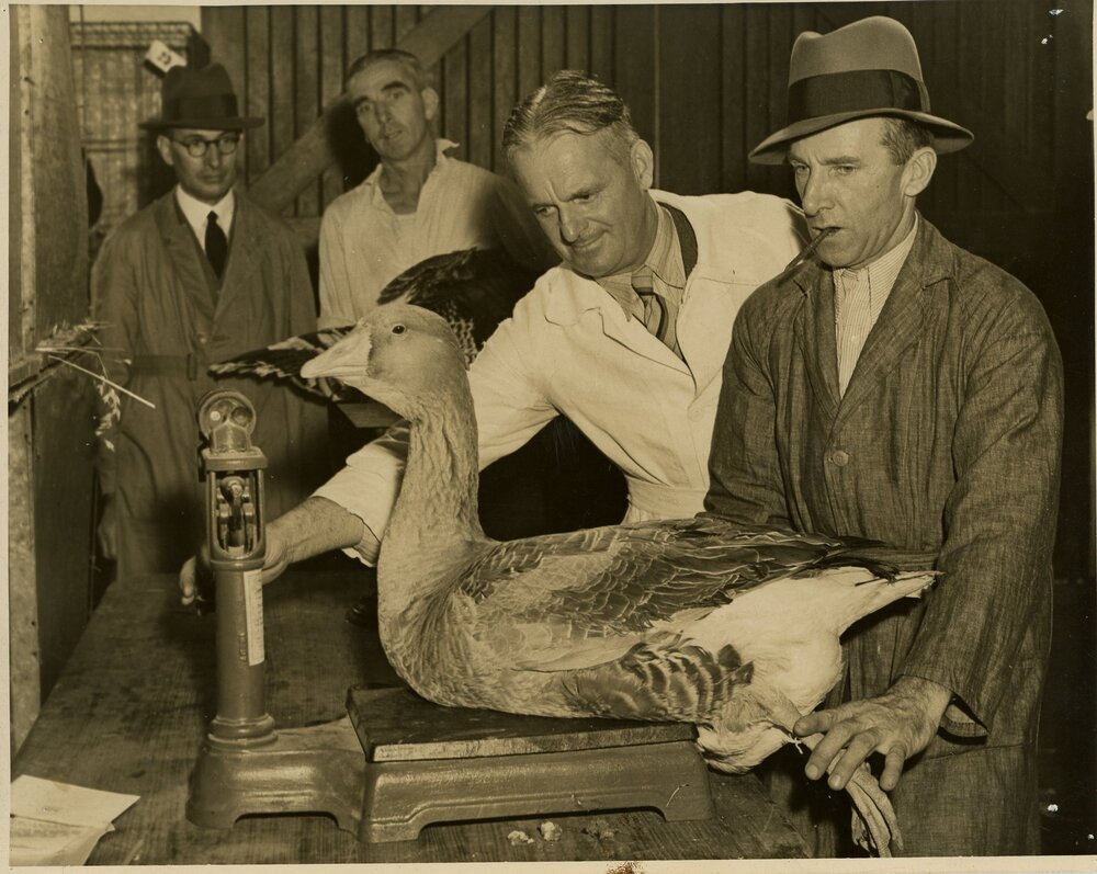 Men Weighing a Goose, c.1950