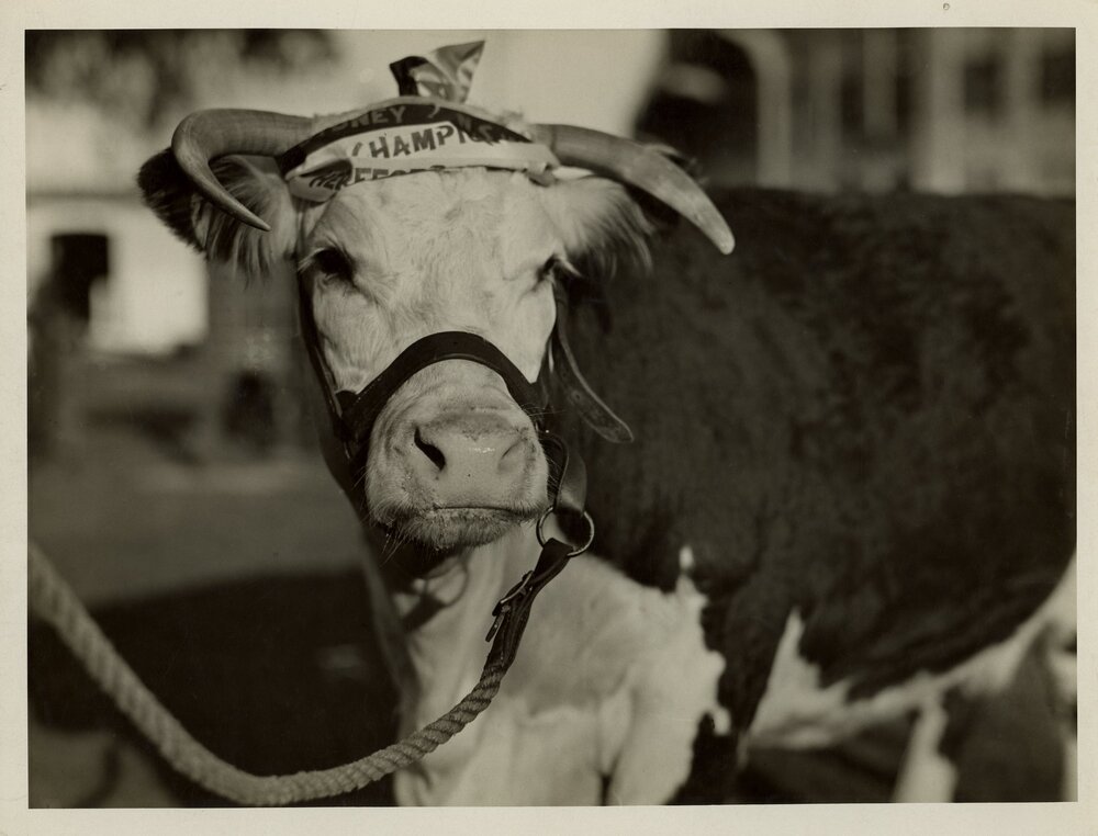 Champion Hereford Cow