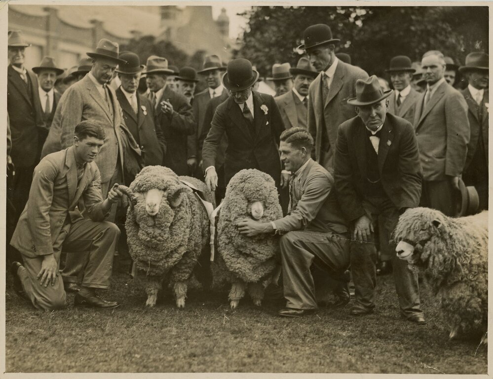 Grand Champion Merino Ram &amp; Ewe, 1933