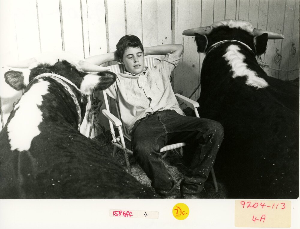 Boy with Cattle in a Stall