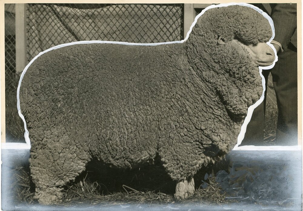 Merino Ewe, 1939