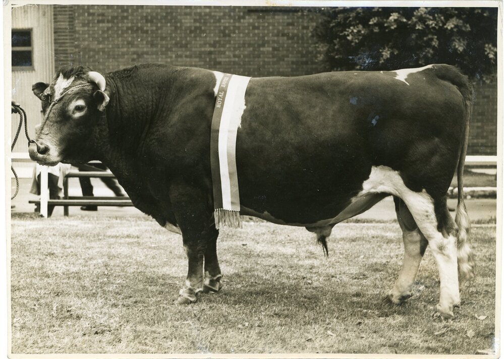Yarraview Factor, 1941