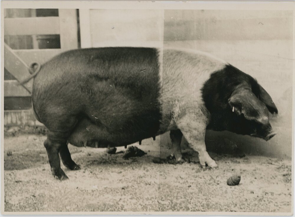 Wessex Saddleback Pig, 1941