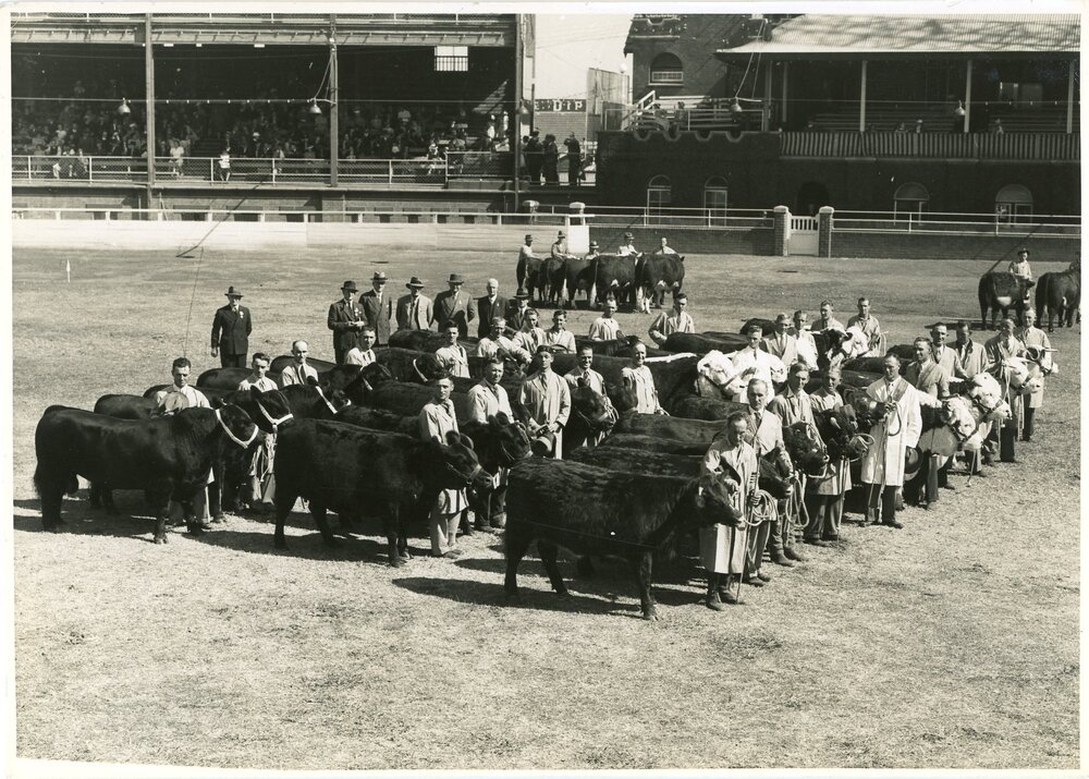 Bulls in Main Arena, 1941