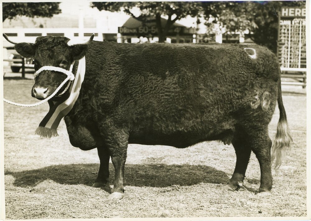 Devon Cow, 1941