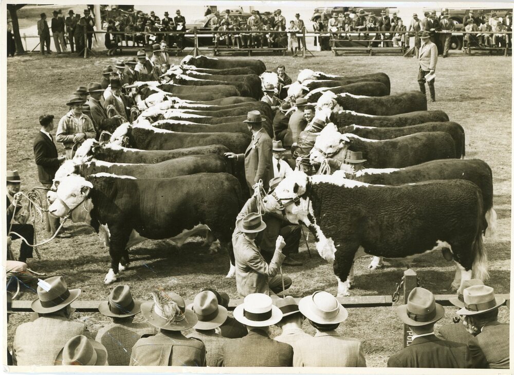 Hereford Judging, 1941