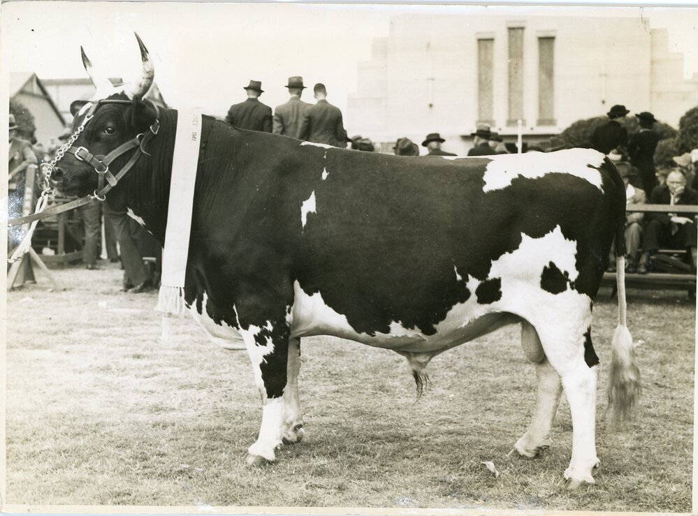 Reserve Champion Ayrshire Bull, 1941