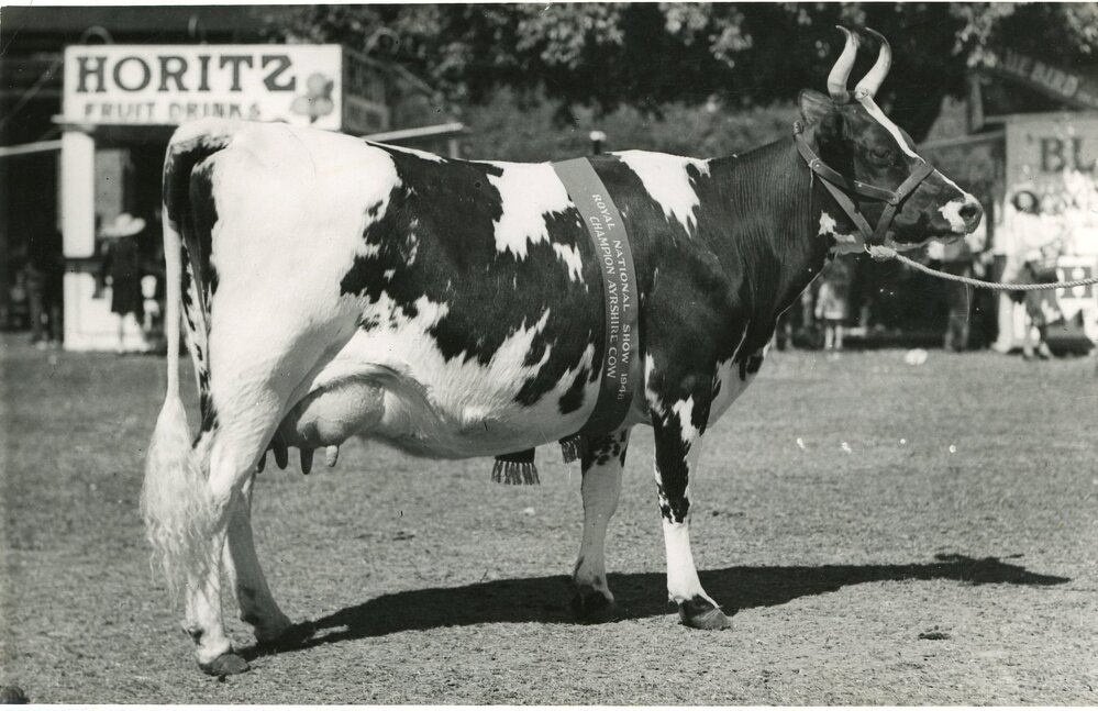 Champion Ayrshire Cow, 1948