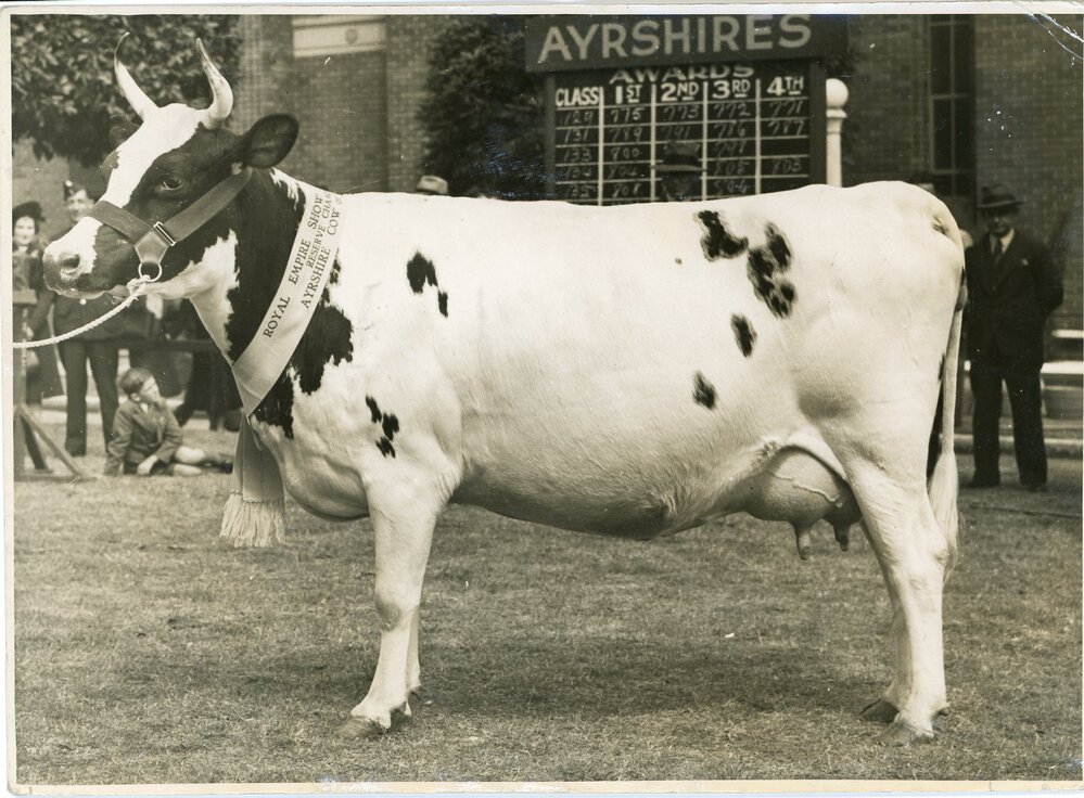 Reserve Champion Ayrshire Cow, 1941