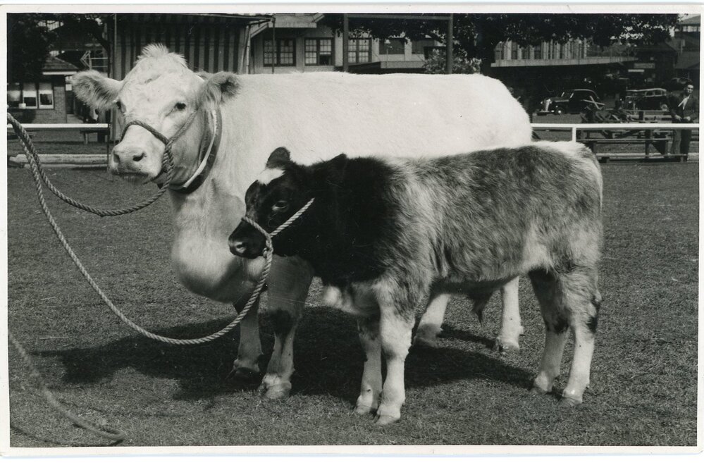 Poll Shorthorn, c.1940