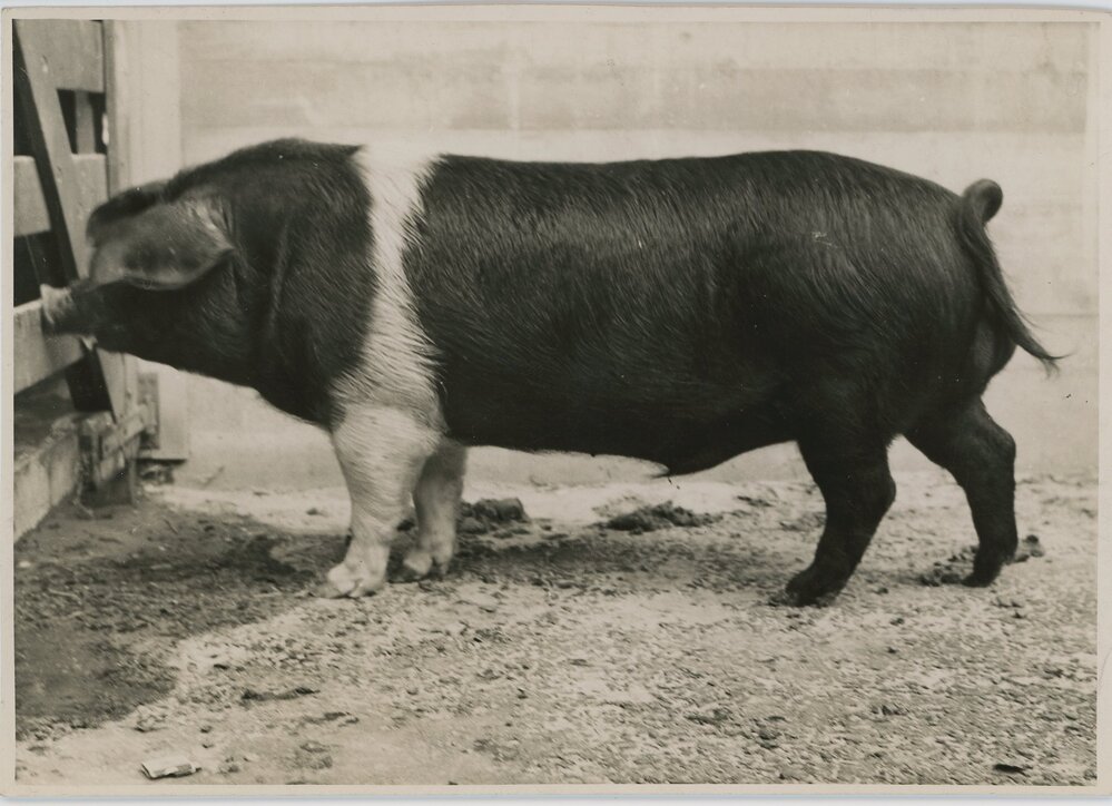 Wessex Saddleback Pig, 1941