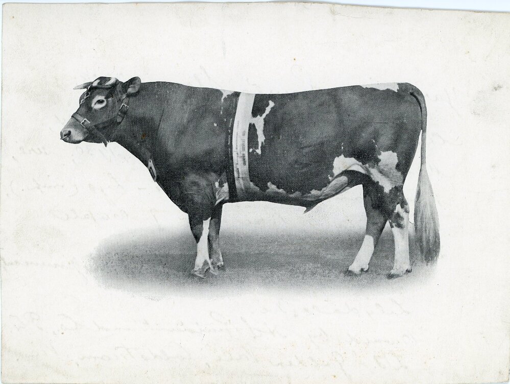 Guernsey Champion, c.1930