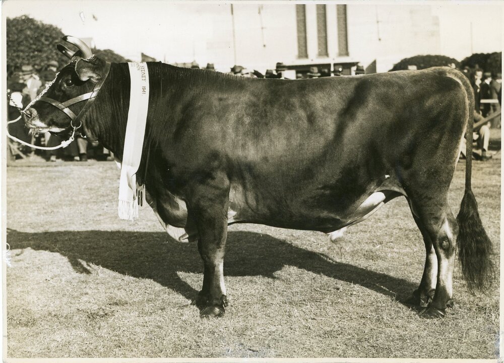 Glen Iris Royal Gallant ,1941