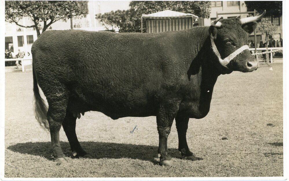 Devon Cow, c.1940