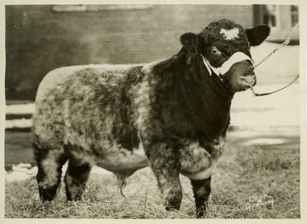 Bull Calf, 1937