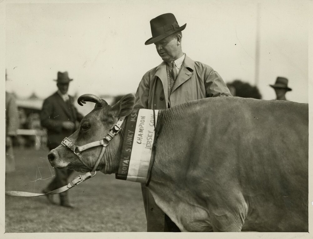 Sir Samuel Hordern Inspecting Cow, c.1915