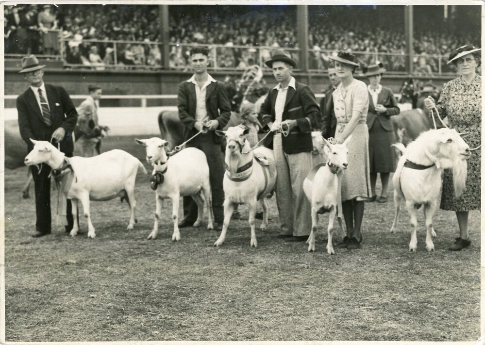Goats in the Grand Parade, 1941