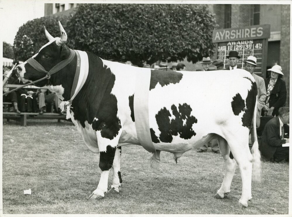 Champion Ayrshire Bull