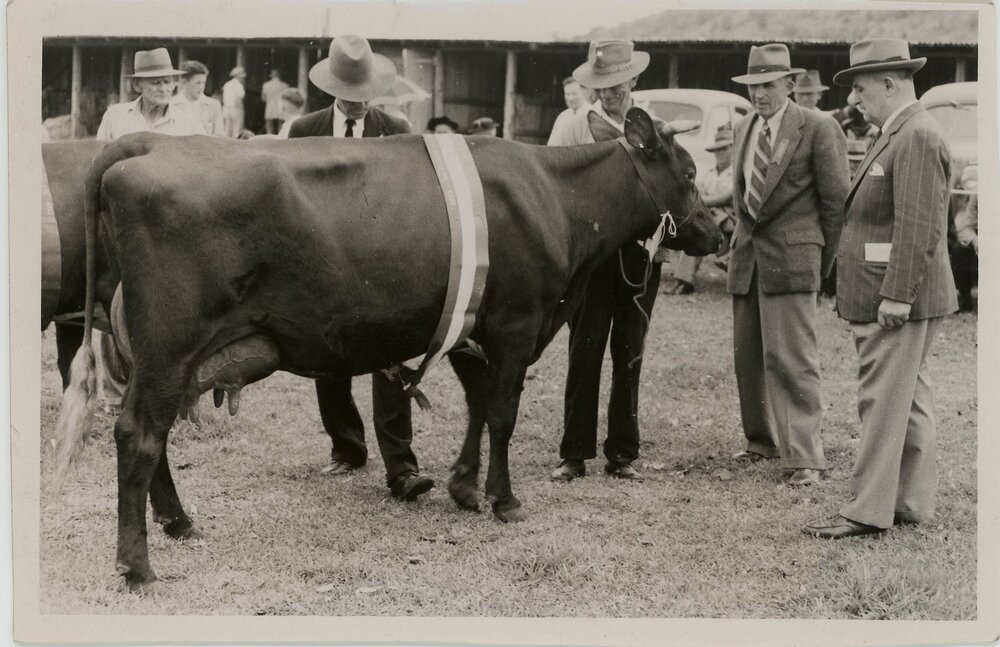 Illawarra Shorthorn Exhibit, 1953