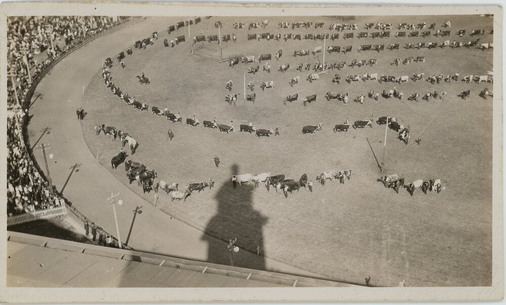 Cattle in Grand Parade, c.1930