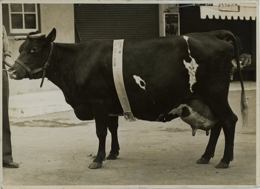 Champion Australian Illawarra Shorthorn, 1941