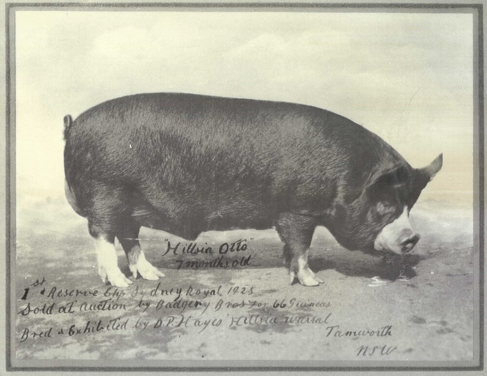 Prize Winning Pig, 1925