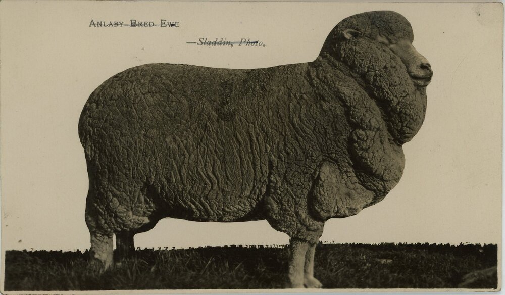 Anlaby Bred Ewe, 1939