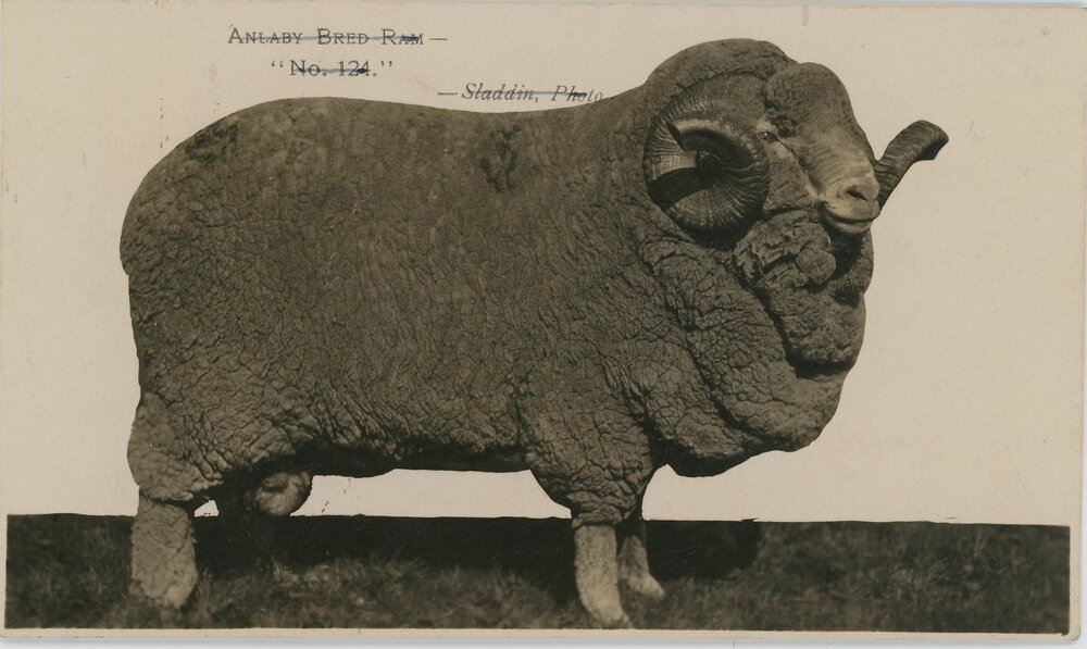 Anlaby Bred Ram, c.1939