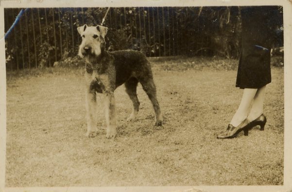 Terrier 