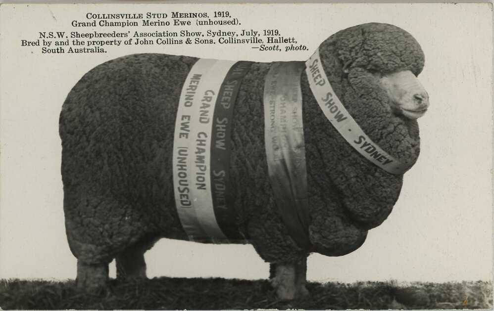 Collinsville Stud Merinos at Sheepbreeders Show, 1919