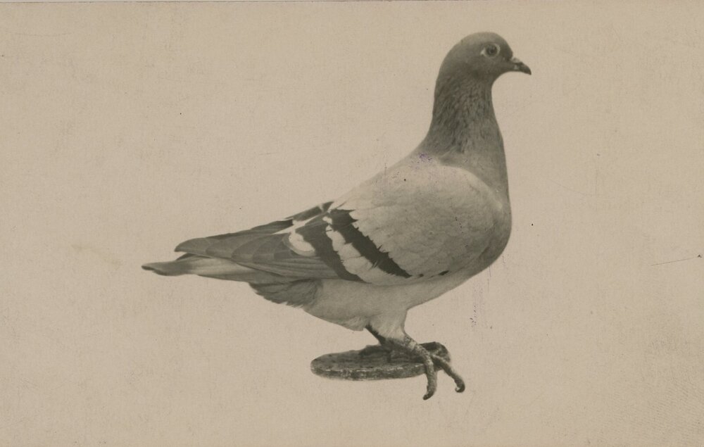 Champion Pigeon