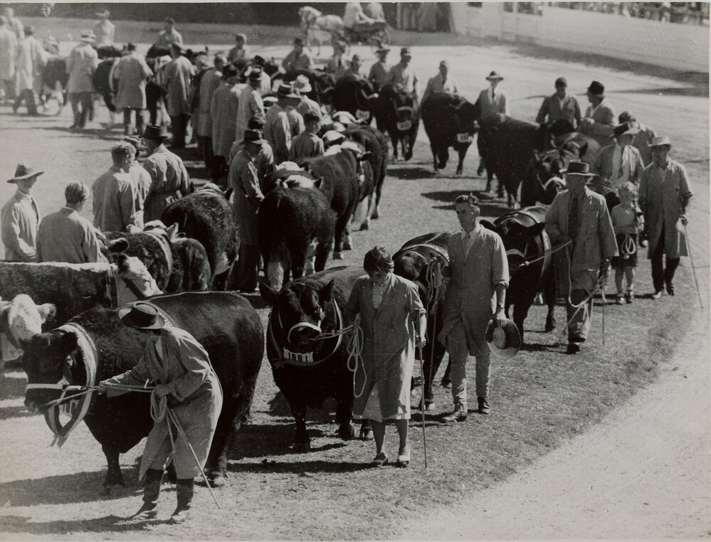 Champion Aberdeen Angus Cattle in Parade, 1948