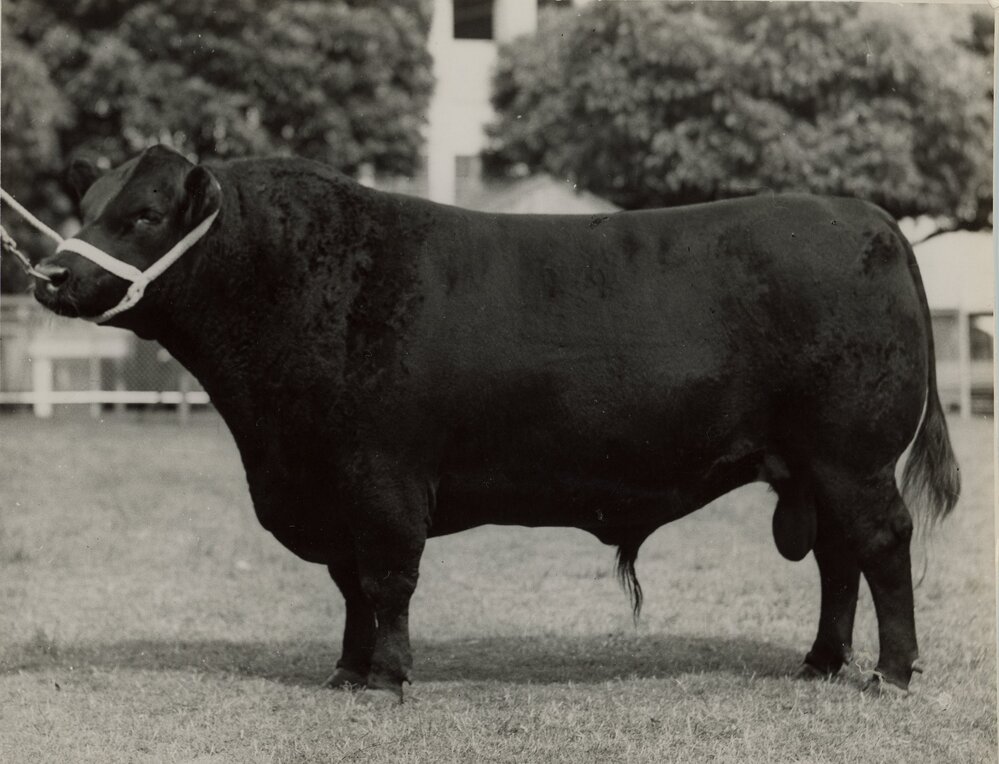 Aberdeen Angus Bull, c.1940