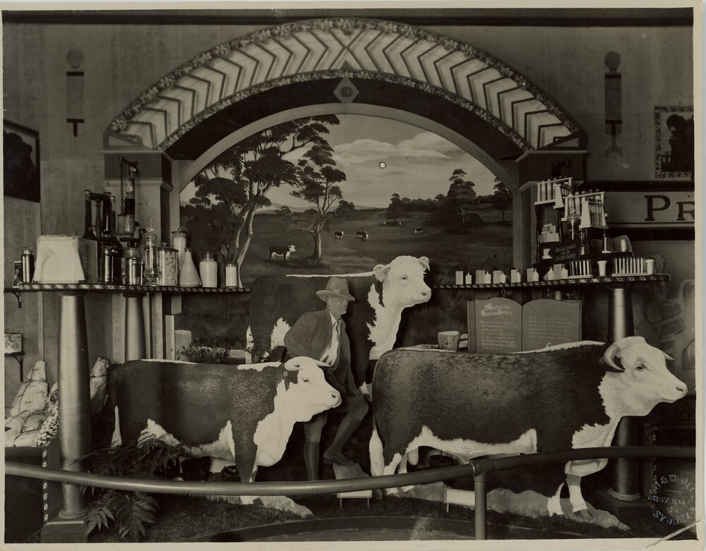 Australian Hereford Society Exhibit, 1929