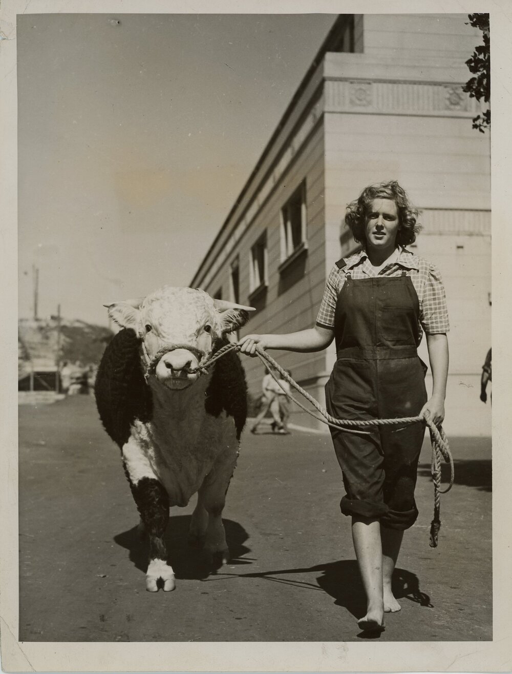 Alison Kyle Leading a Hereford Bull, 1947