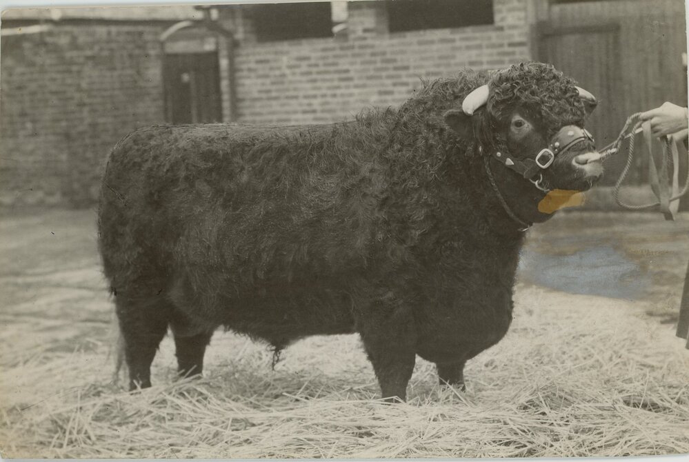 Bapton Shorthorn Herd, 1952