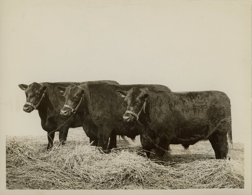 Aberdeen Angus Steers, 1934