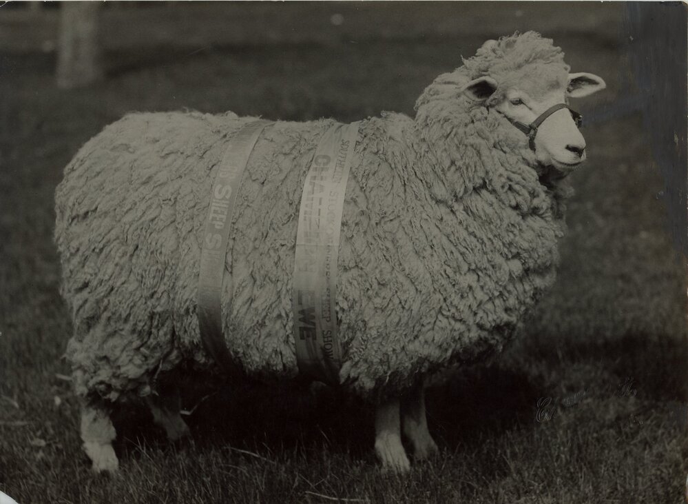 Southern Stockowners Champion Ewe, c.1927