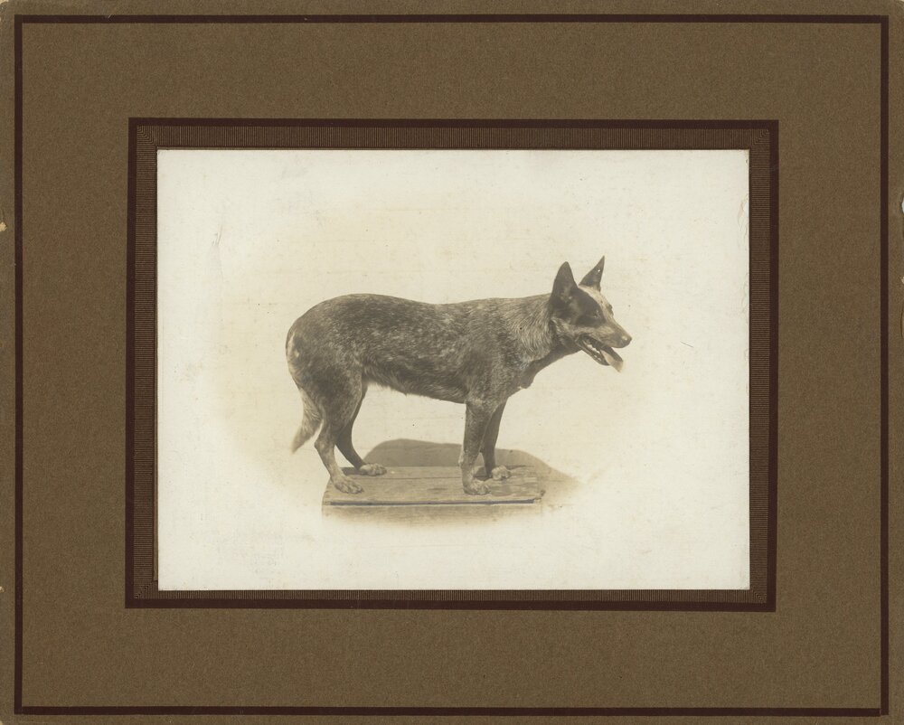 Cattle Dog, 1924