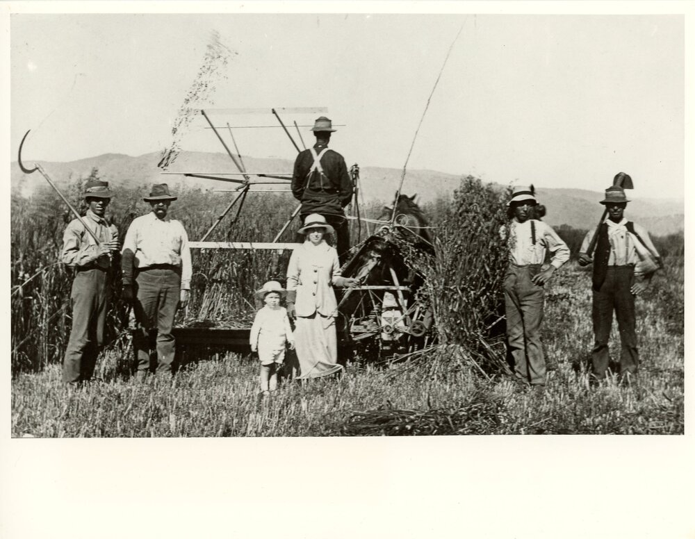 Harvesting Wheat, c.1910