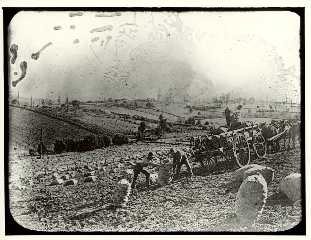 Harvesting Onions, c.1900