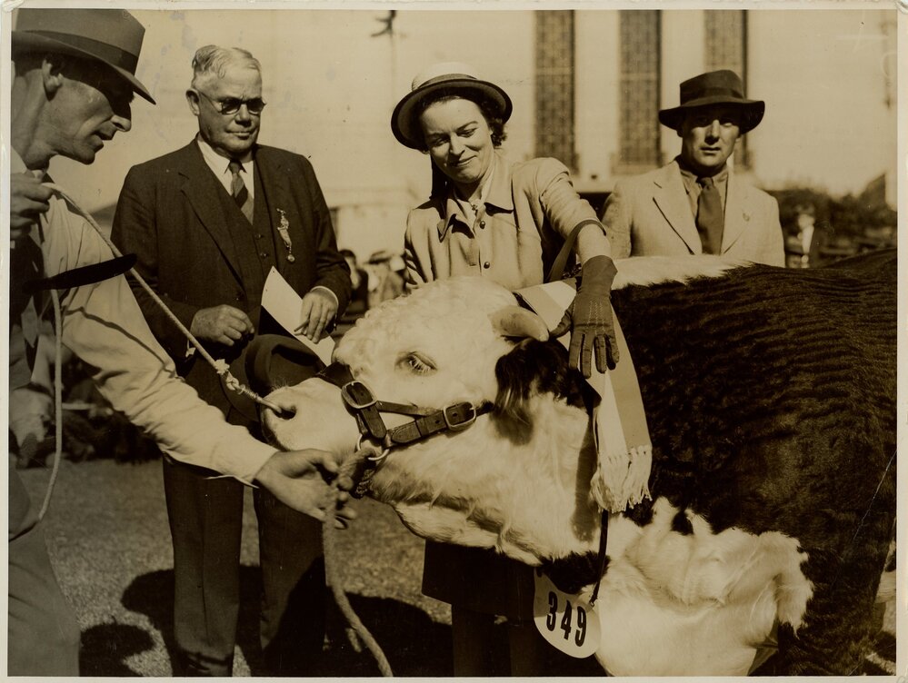 Champion Hereford Bull 'Vern Milton', 1947