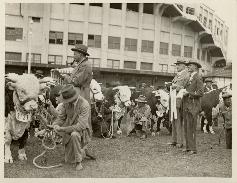 Hereford Cattle Judging, c.1930